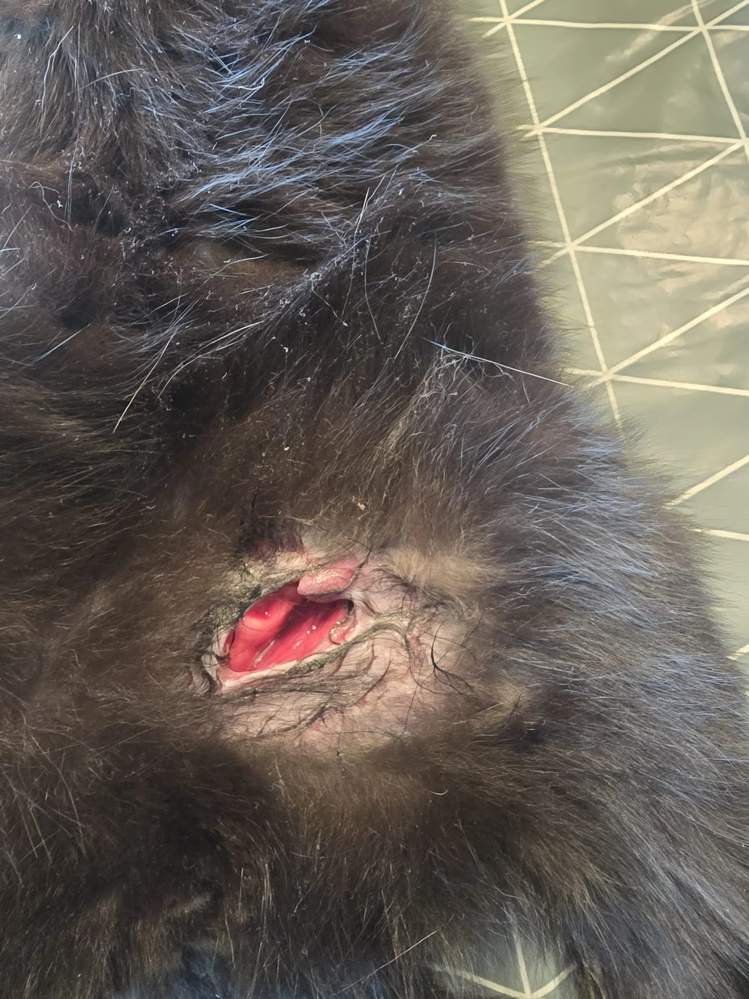 Wundversorgung Schritt 1 - Vorbereitung