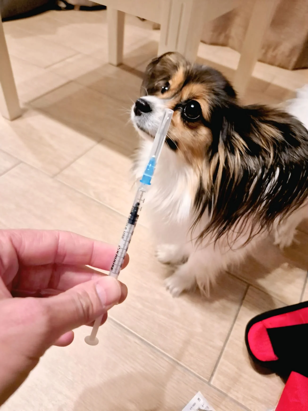Schokoladenvergiftung